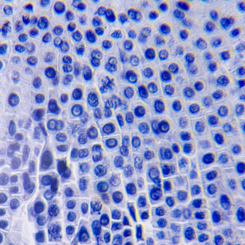 Microscop biologic monocular educational BIM-270M (40-400x)