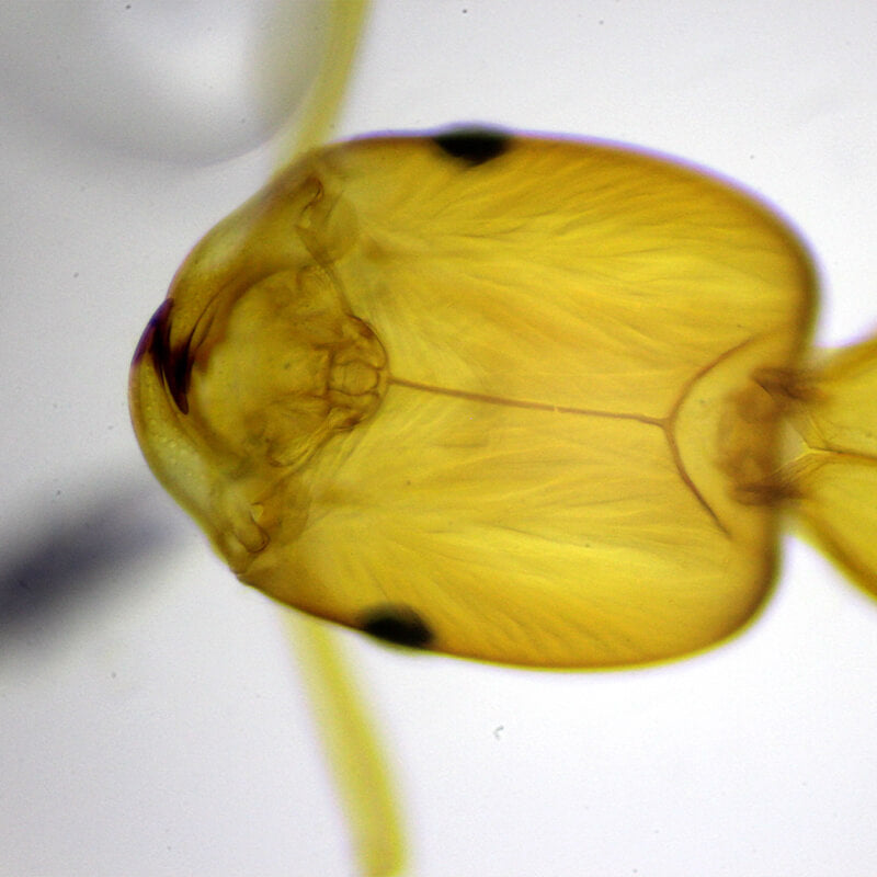 Set preparate zoologica pentru microscop (25 buc)