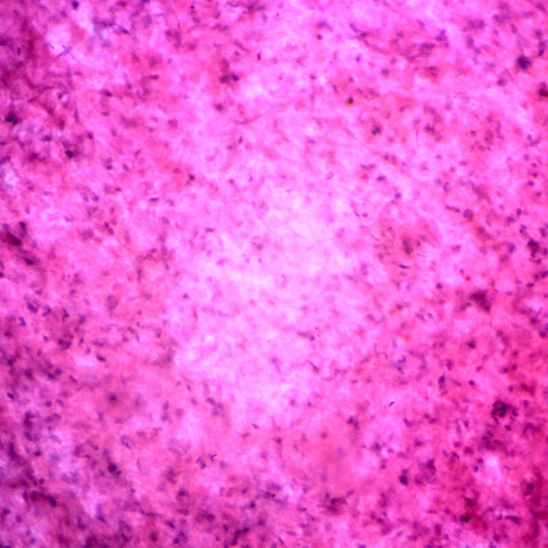 Set preparate anatomie pentru microscop (25 buc)