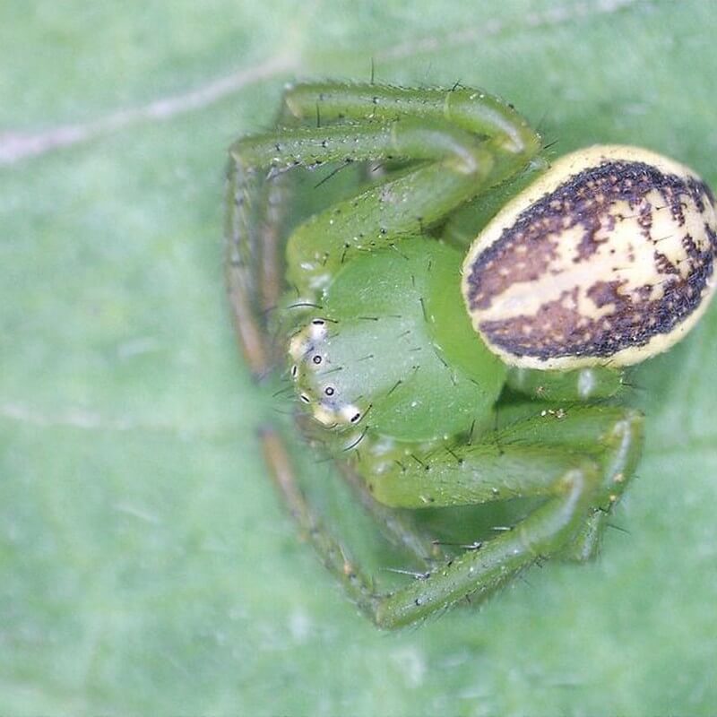 Microscop digital portabil DELTA Smart PRO 5MP