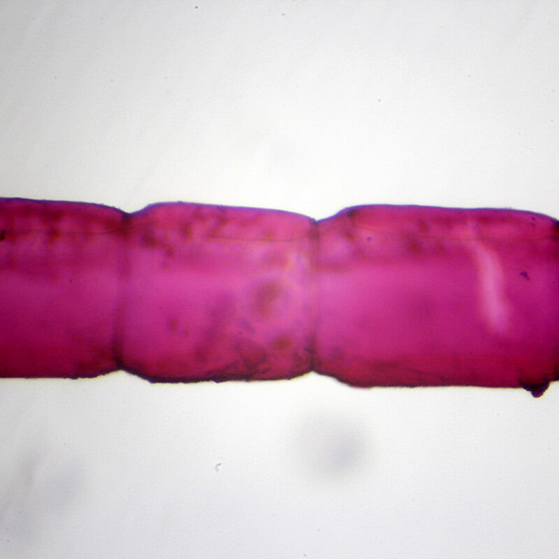 Set preparate zoologica pentru microscop (25 buc)