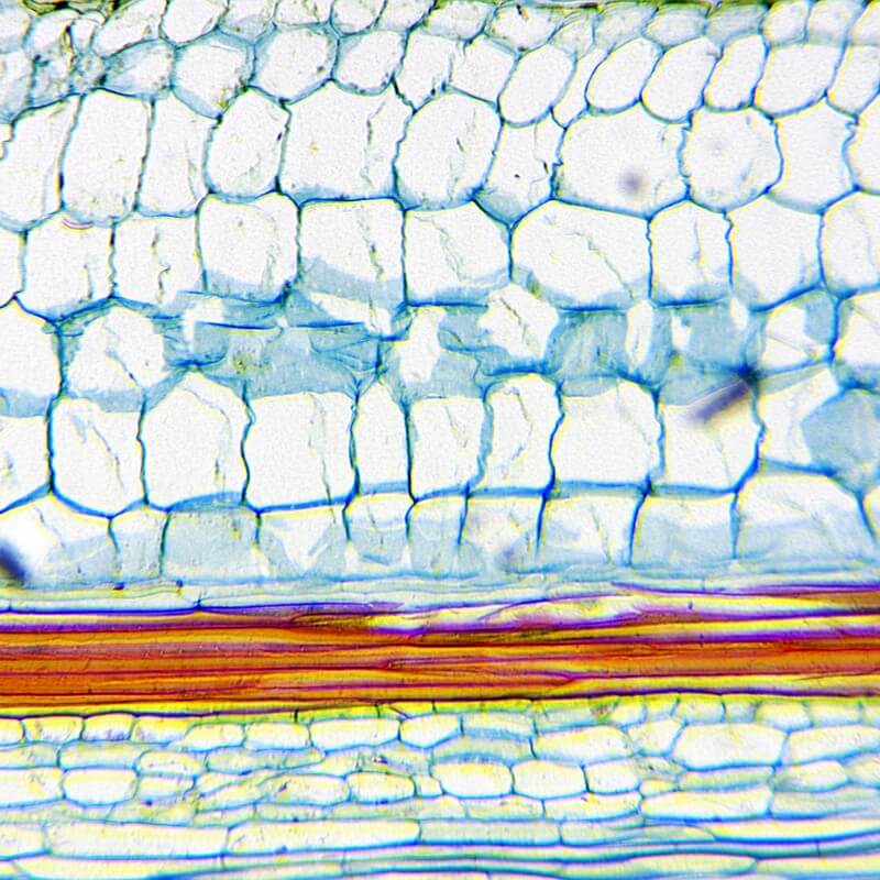 Set microscop biologic monocular BioLight 300 (40-400x) cu LED