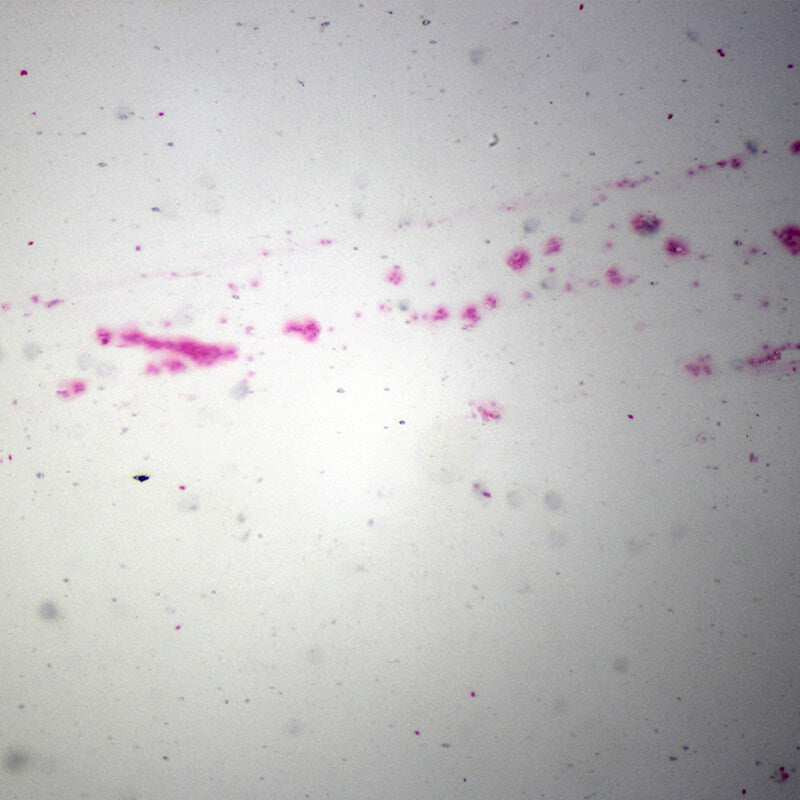 Set preparate mixt pentru microscop (25 buc)