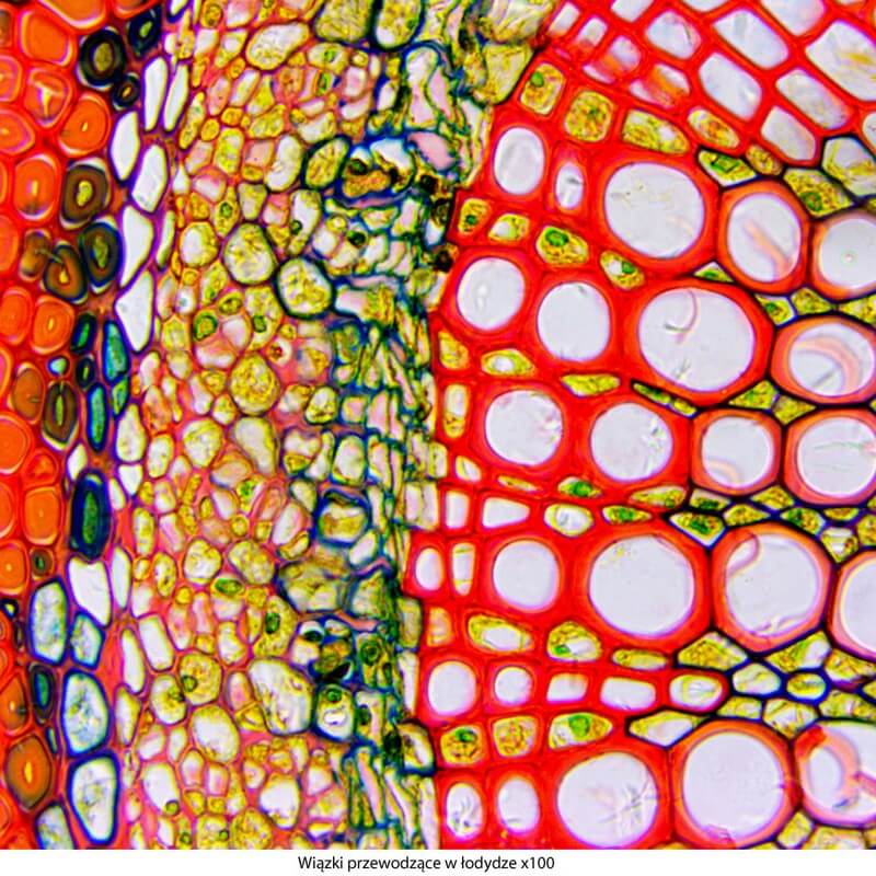 Microscop biologic trinocular DELTA Genetic Pro Trino (40x-1000x)