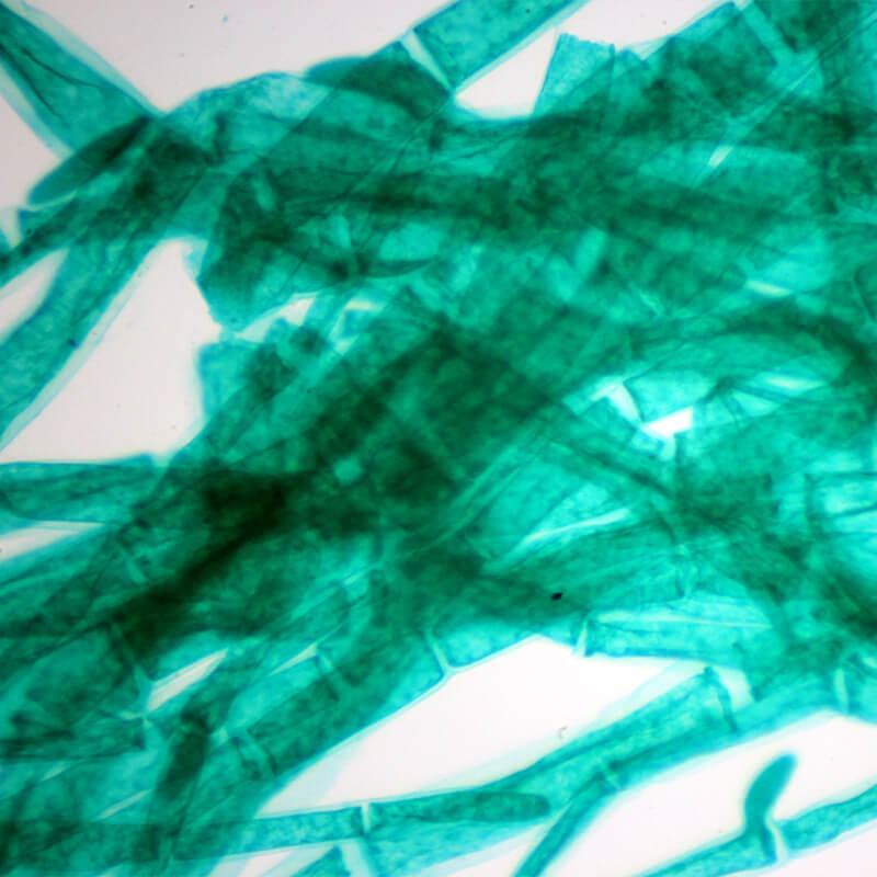 Set preparate botanica pentru microscop (25 buc)