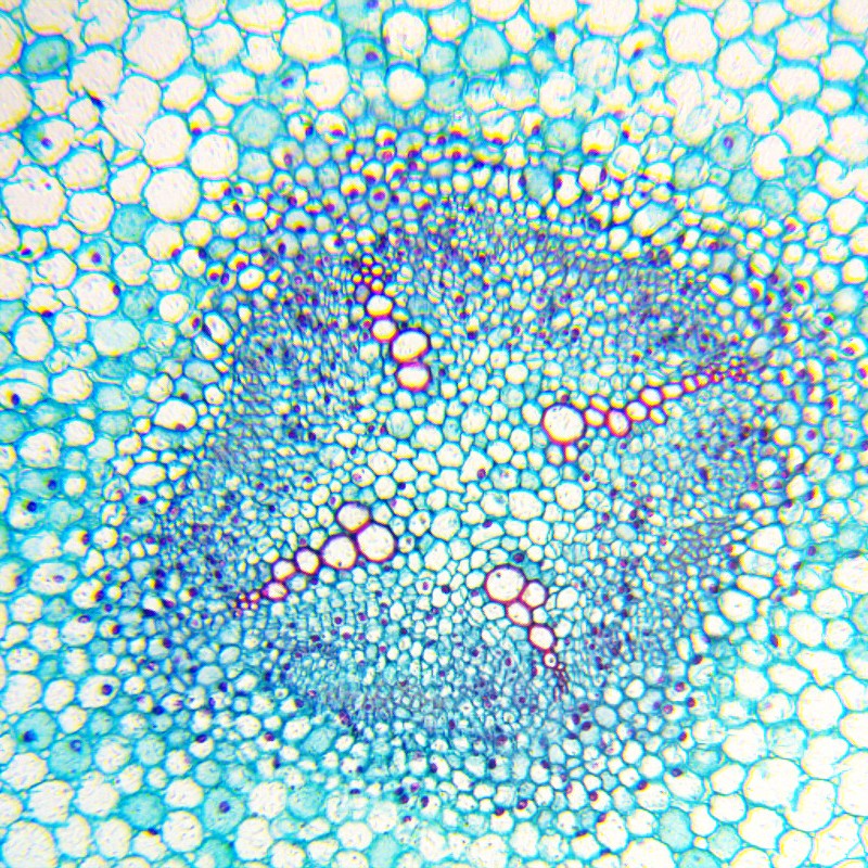 Microscop biologic pentru elevi BioLight 100 Azure (40-400x)