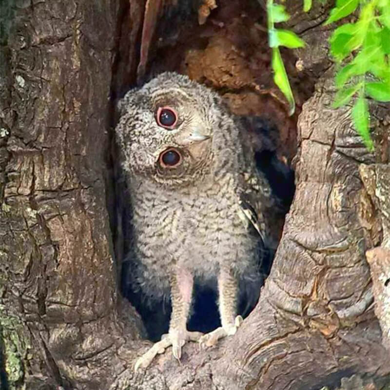 Telescop Acuter Voyager Maksutov-Cassegrain 70 set