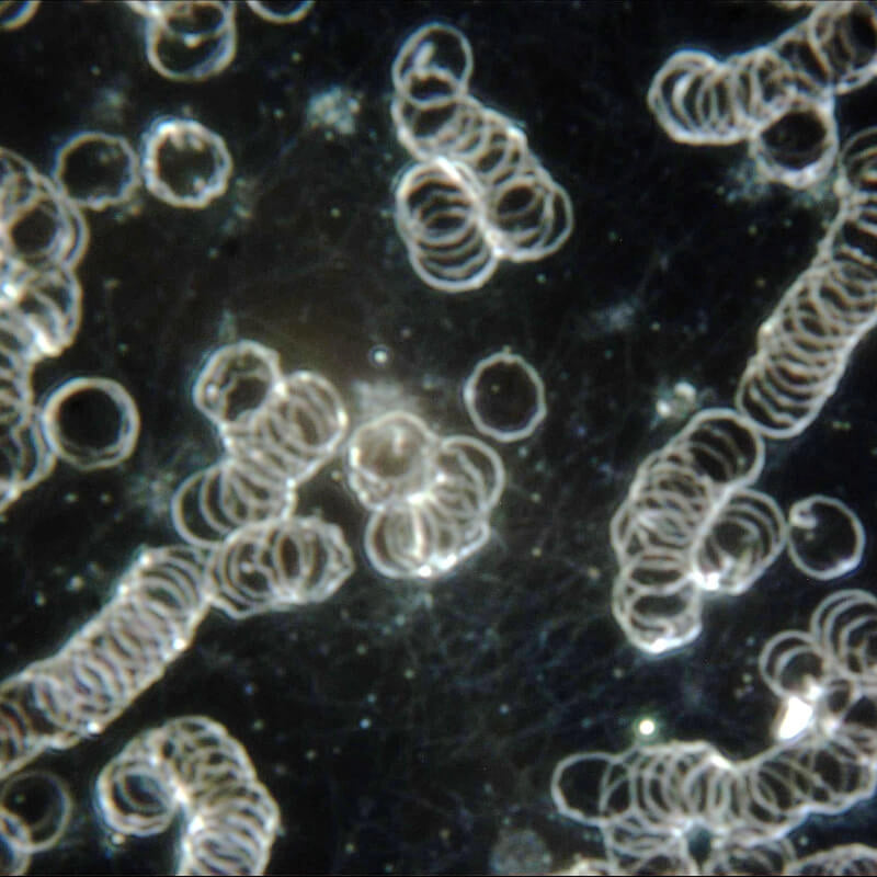 Microscop LACERTA LIS-CDF