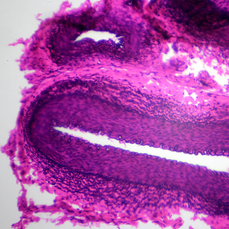 Set preparate anatomie pentru microscop (25 buc)