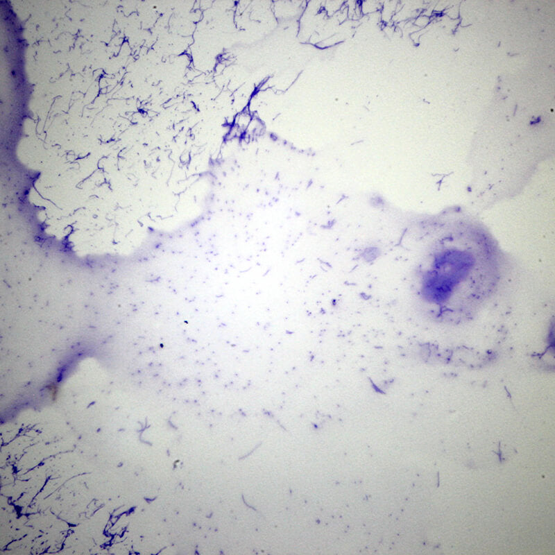 Preparate pentru microscop 100 bucati