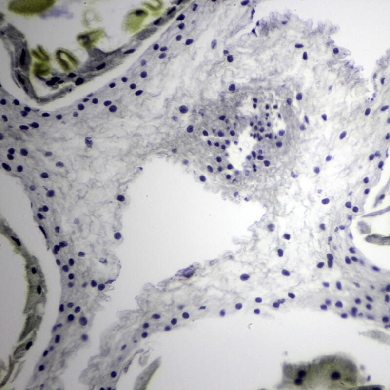 Set preparate botanica pentru microscop (25 buc)