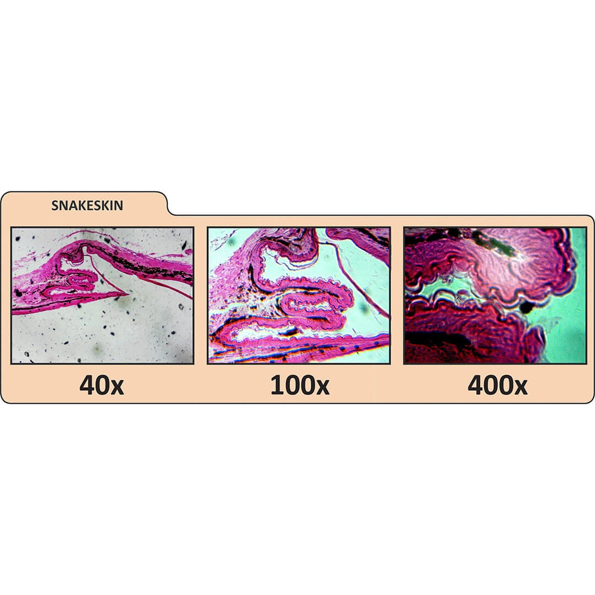 Microscop digital Celestron LCD II pentru profesori