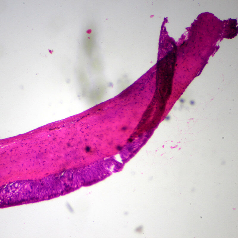 Set preparate mixt pentru microscop (25 buc)