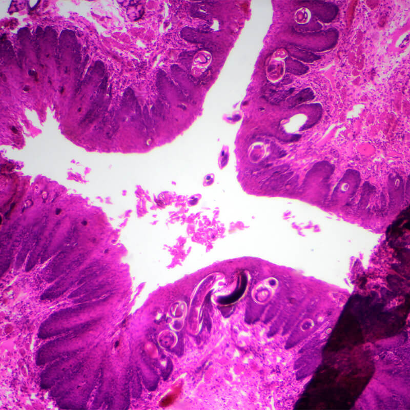 Set preparate mixt pentru microscop (25 buc)