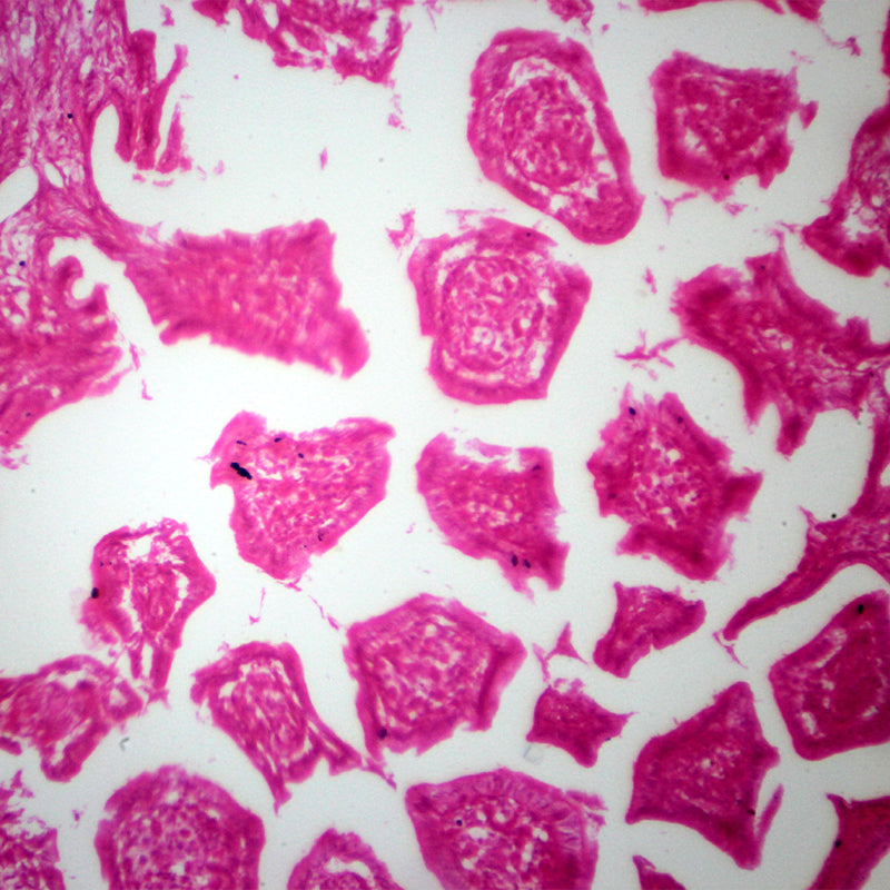 Microscop biologic trinocular BIM-135T EA semiPLAN (40x-1000x)