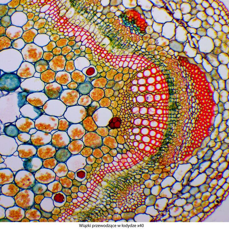 Microscop biologic trinocular DELTA Genetic Pro Trino (40x-1000x)