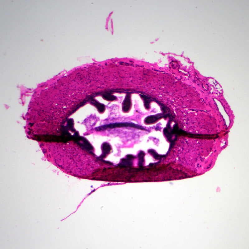 Set preparate mixt pentru microscop (25 buc)