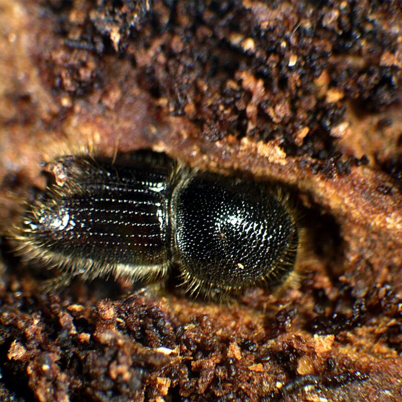 Microscop stereo pentru elevi Student 3S 30x LED