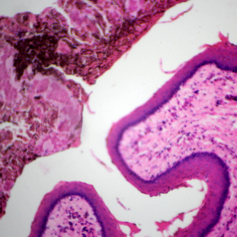 Set preparate anatomie pentru microscop (25 buc)