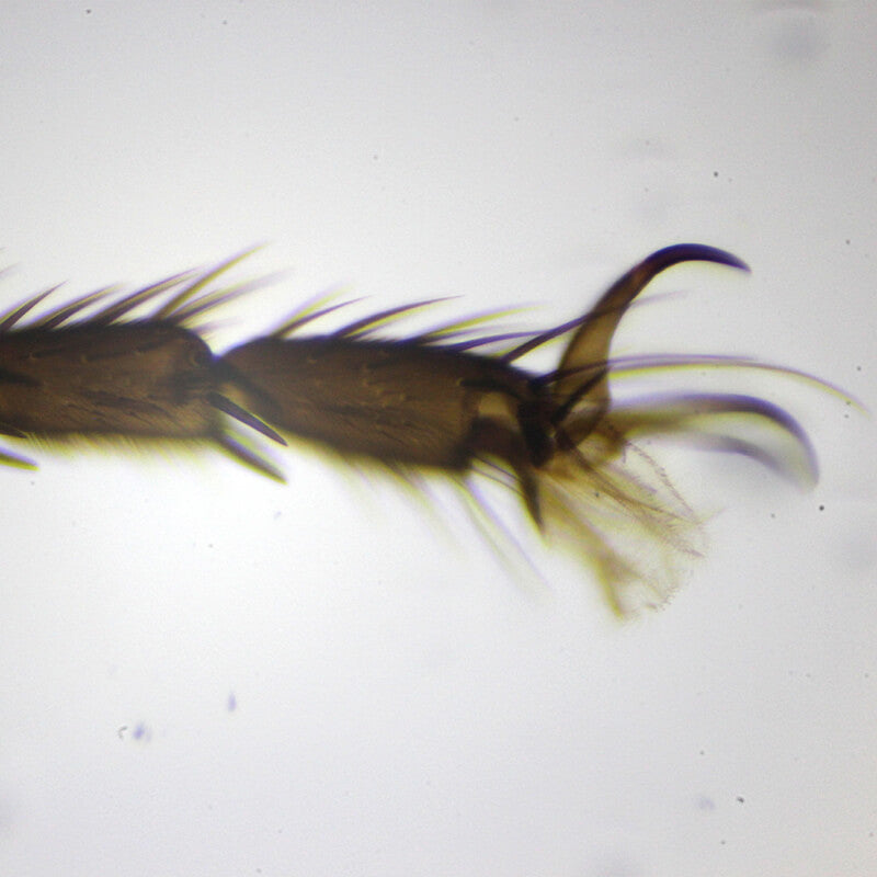 Set preparate zoologica pentru microscop (25 buc)