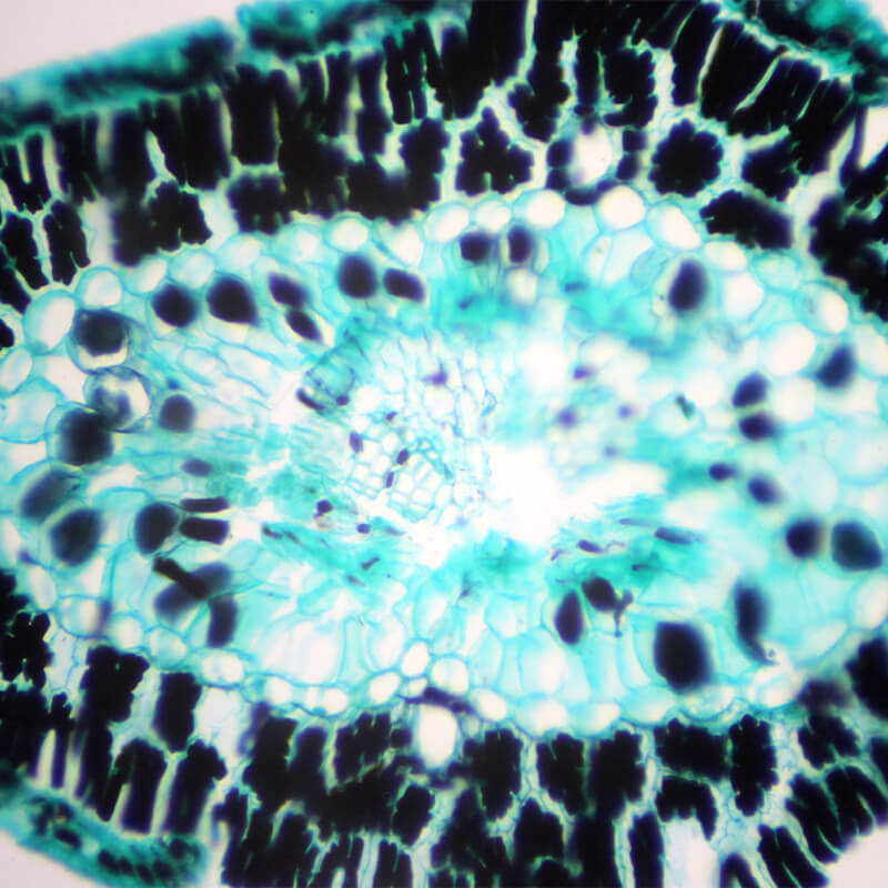 Set preparate botanica pentru microscop (25 buc)