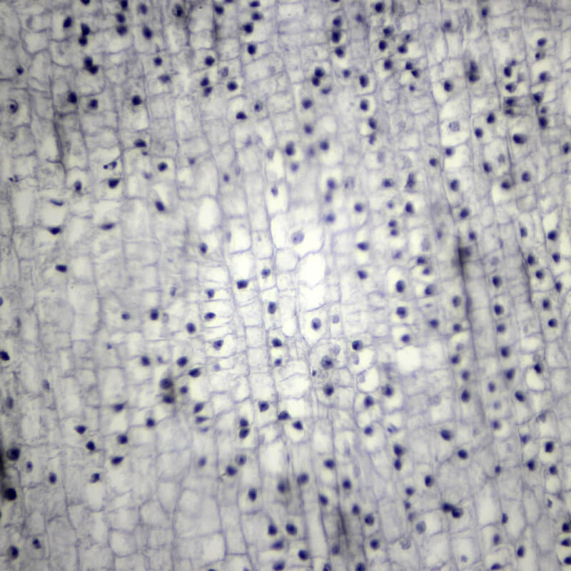 Set preparate botanica pentru microscop (25 buc)