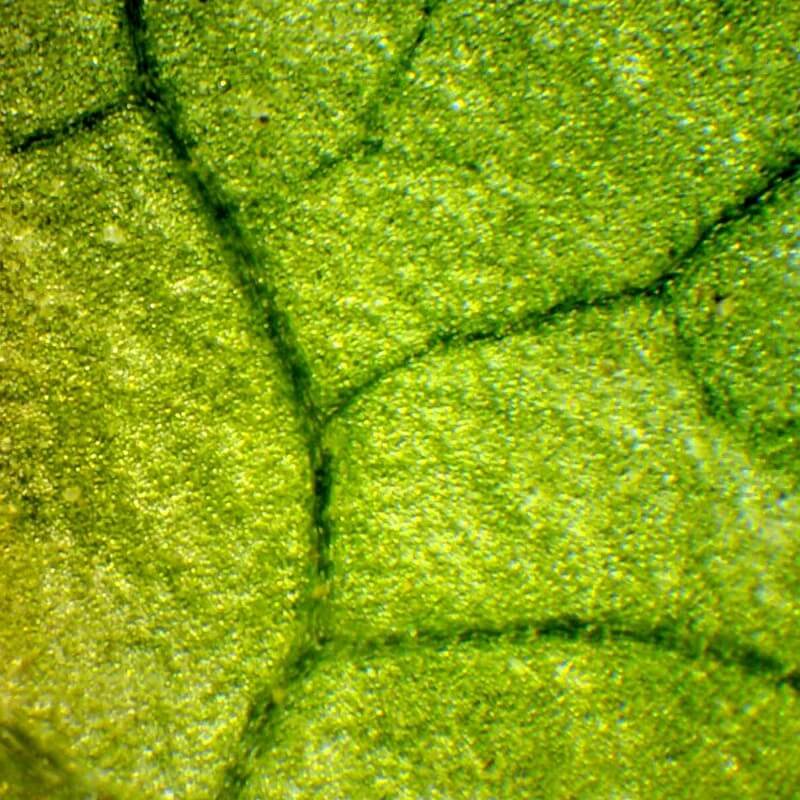 Microscop biologic trinocular BIM-313T PLAN LED (40x-1000x)