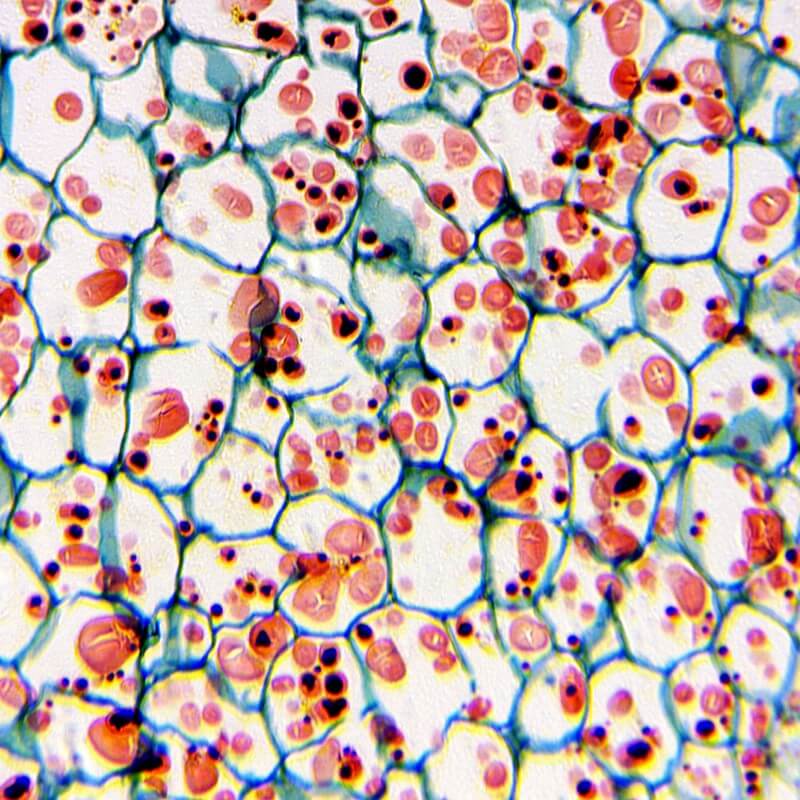 Set microscop biologic monocular BioLight 300 (40-400x) cu LED