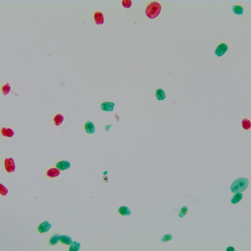 Camere digitale MicroQ StandAlone WiFi Full HDMI