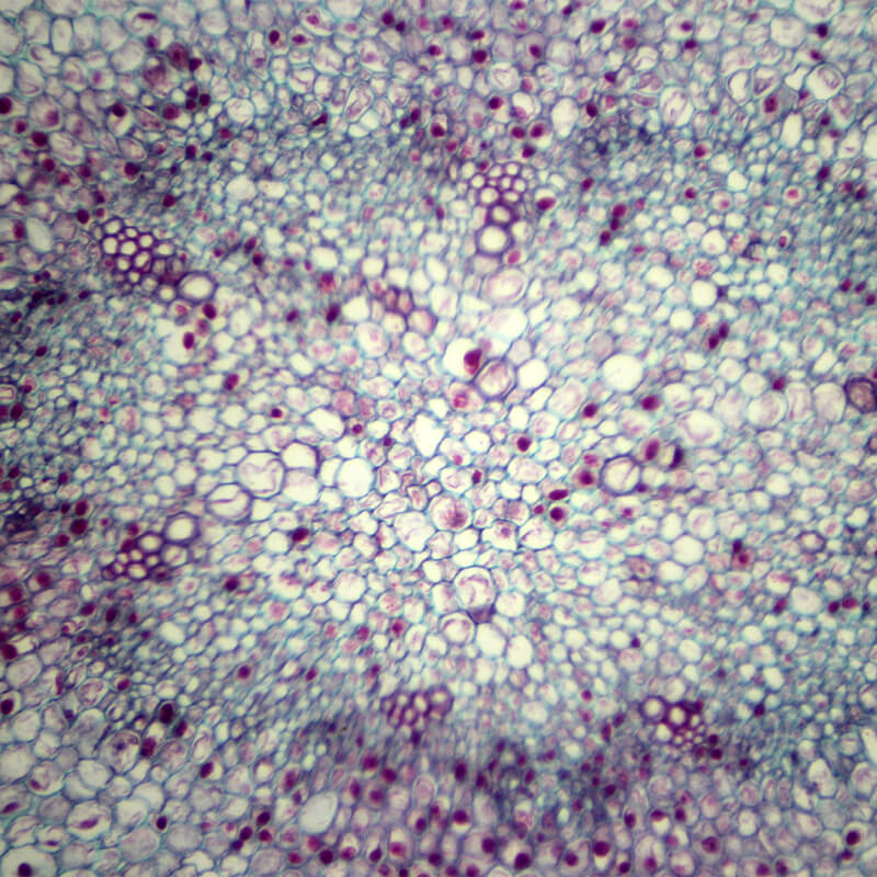 Preparate pentru microscop 100 bucati