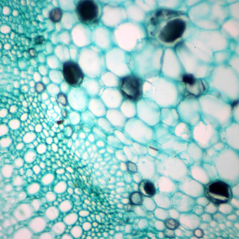 Set preparate botanica pentru microscop (25 buc)