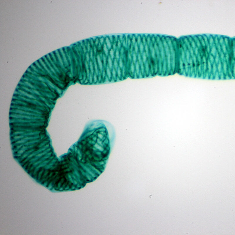 Preparate pentru microscop 100 bucati