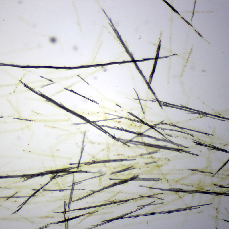 Set preparate mixt pentru microscop (25 buc)