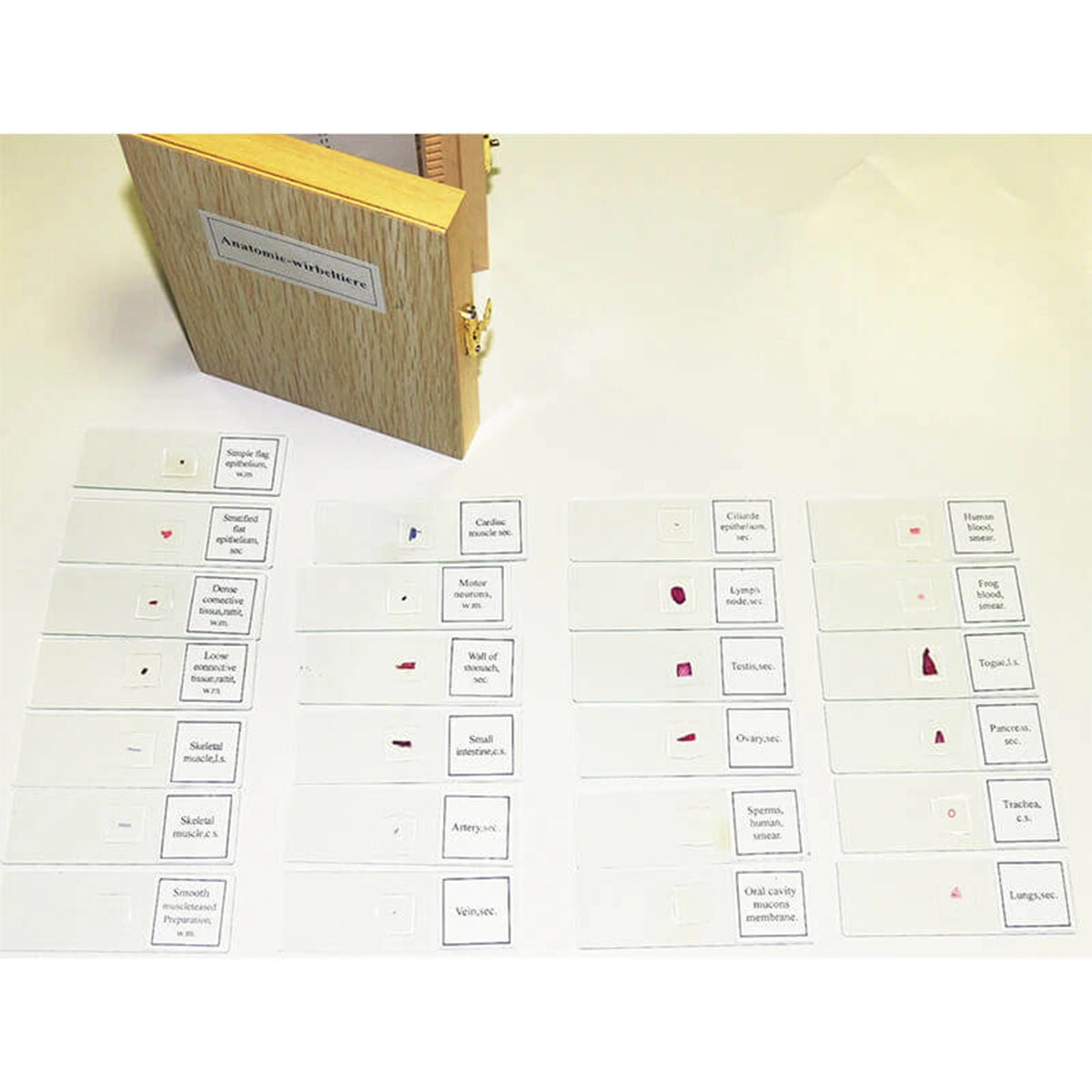 Set preparate anatomie pentru microscop (25 buc)