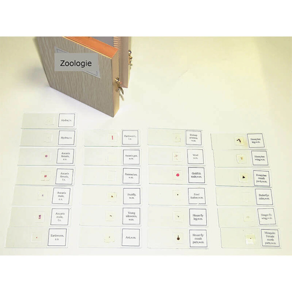 Set preparate zoologica pentru microscop (25 buc)