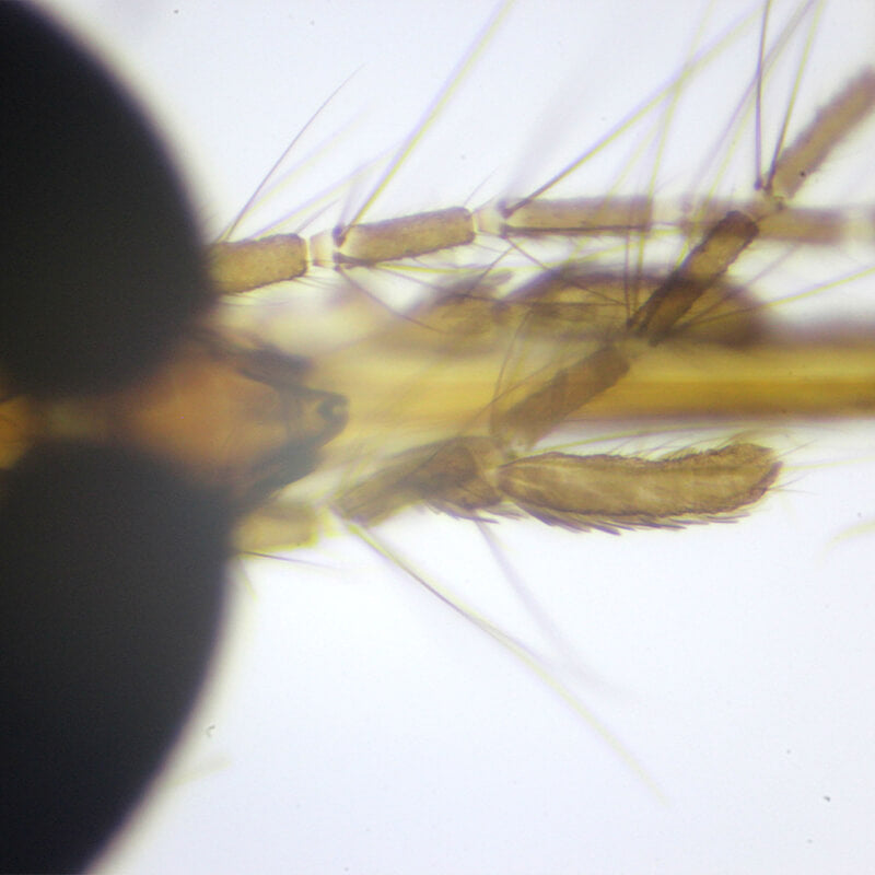 Set preparate zoologica pentru microscop (25 buc)