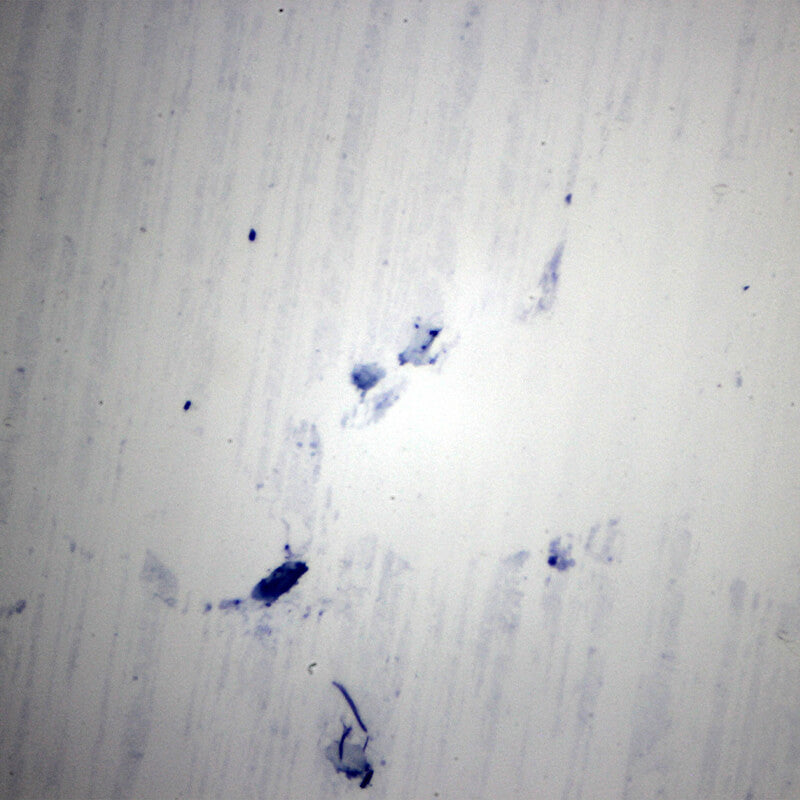 Set preparate anatomie pentru microscop (25 buc)