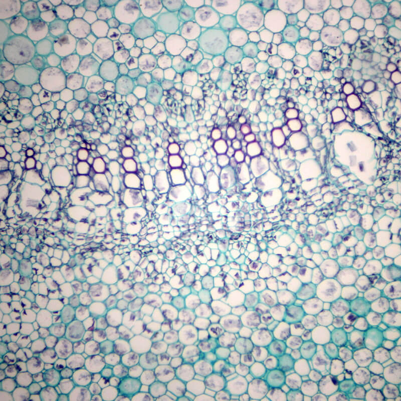 Preparate pentru microscop 100 bucati