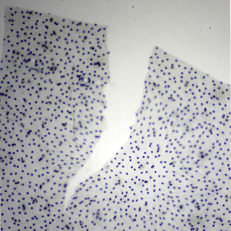 Set preparate mixt pentru microscop (25 buc)