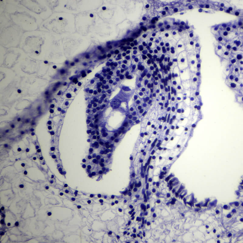 Set preparate botanica pentru microscop (25 buc)