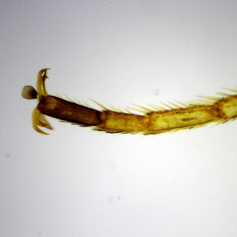 Set preparate mixt pentru microscop (25 buc)