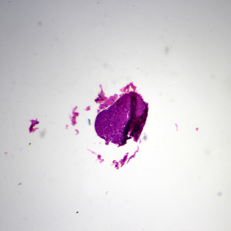 Set preparate mixt pentru microscop (25 buc)