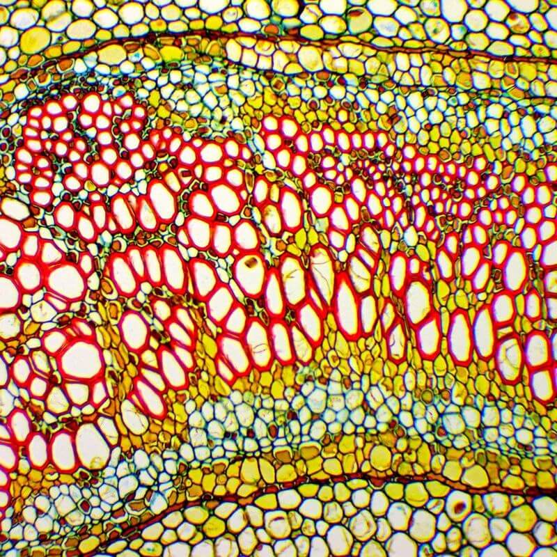 Microscop biologic binocular DELTA Genetic Pro cu camera 3MP