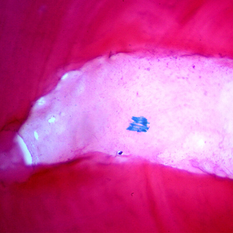 Set preparate zoologica pentru microscop (25 buc)