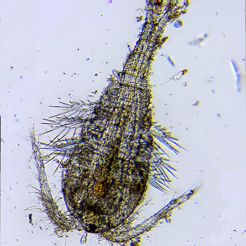 Microscop biologic monocular educational BIM-270M (40-400x)