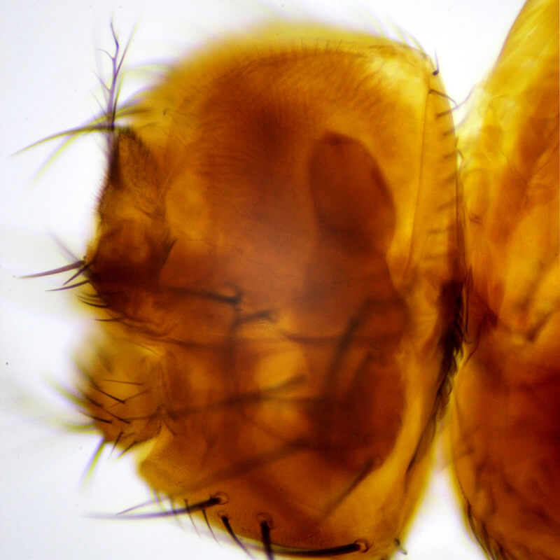 Set preparate zoologica pentru microscop (25 buc)