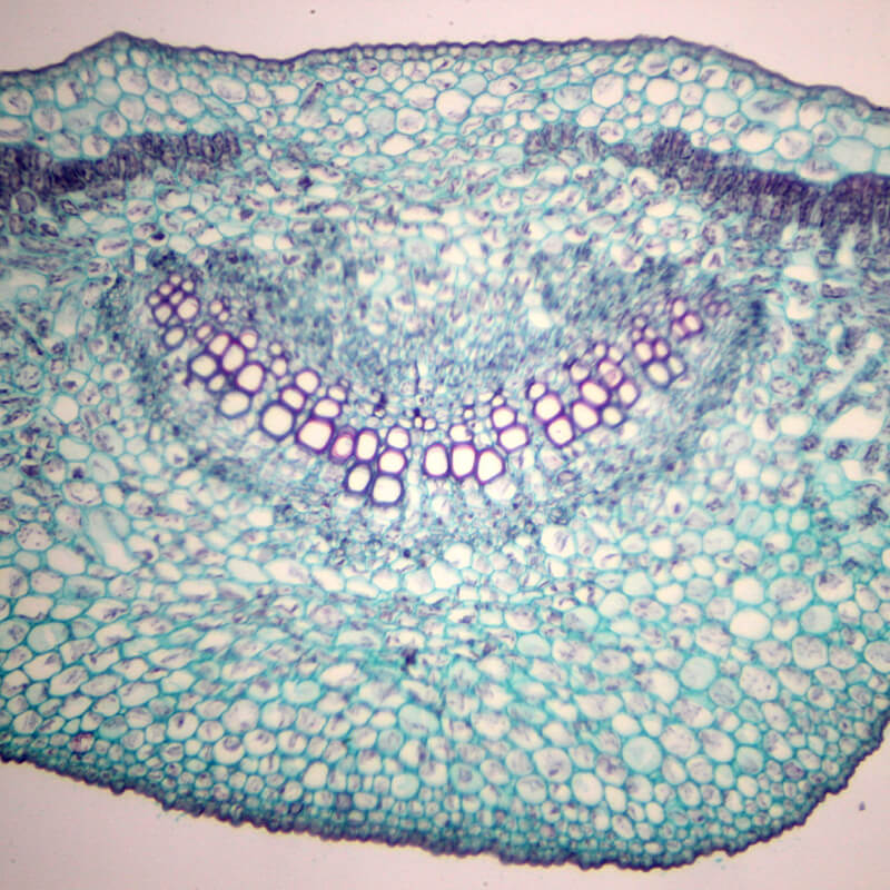 Preparate pentru microscop 100 bucati