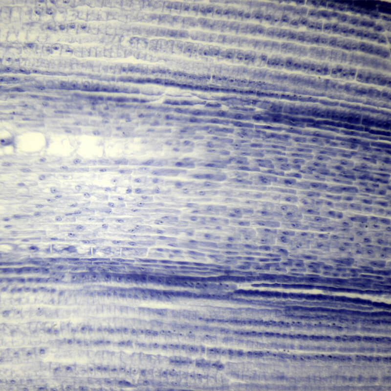 Set preparate botanica pentru microscop (25 buc)