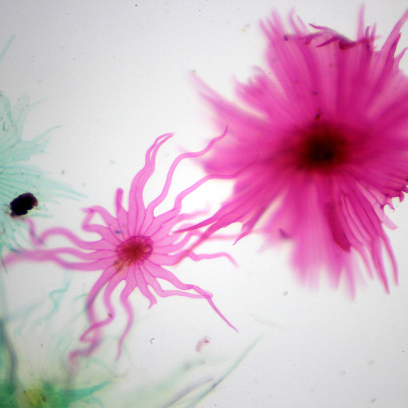 Microscop biologic binocular BIM-135B EA semiPLAN (40x-1000x)