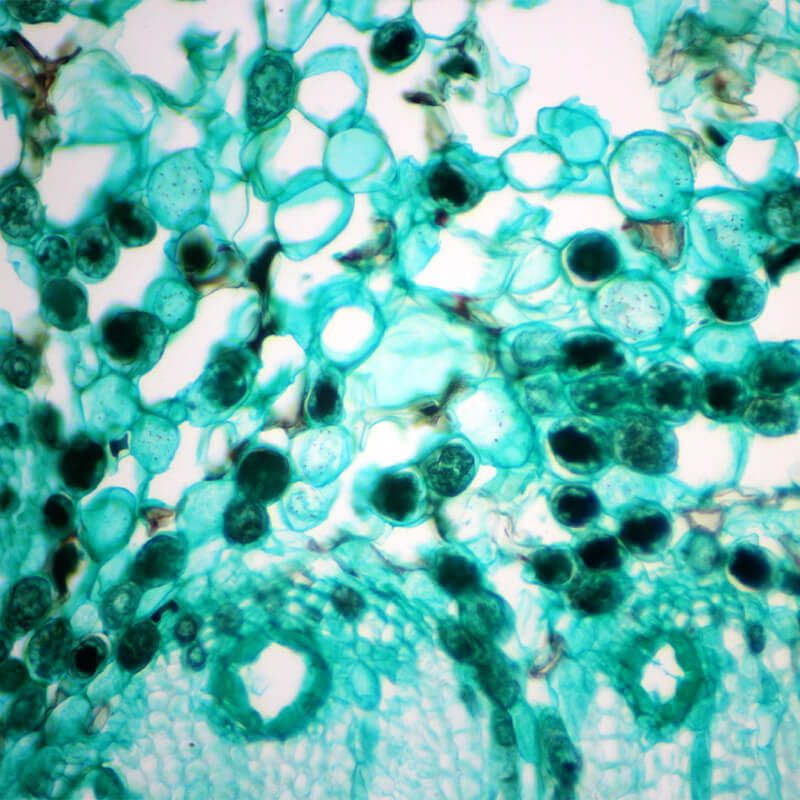 Set preparate botanica pentru microscop (25 buc)